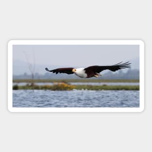 Africa Fish Eagle Swoops, Lake Naivasha, Kenya Sticker